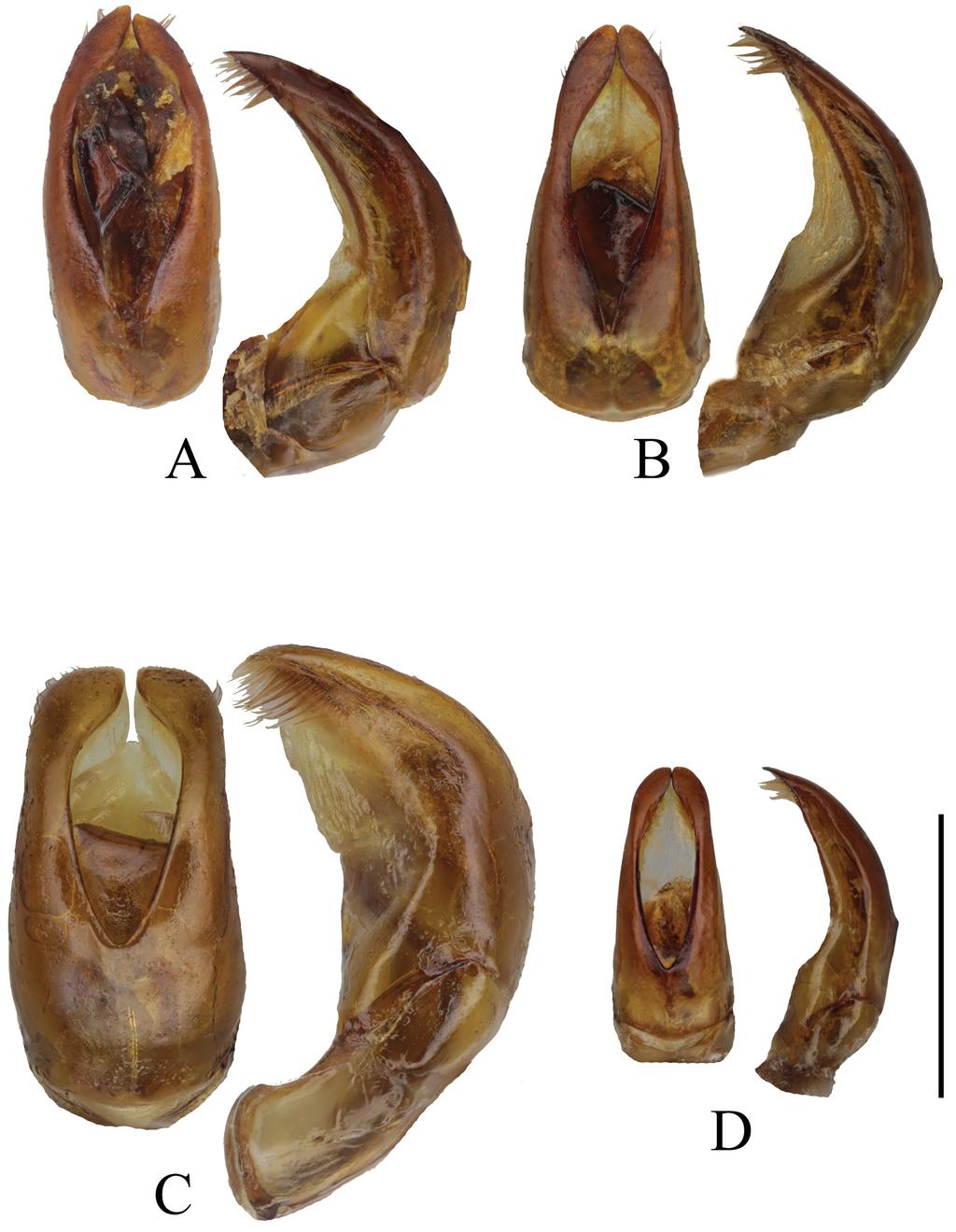 166 SEHNAL et al.: Revision of the Canuschiza insularis species group (Scarabaeidae) Figs 10A D.