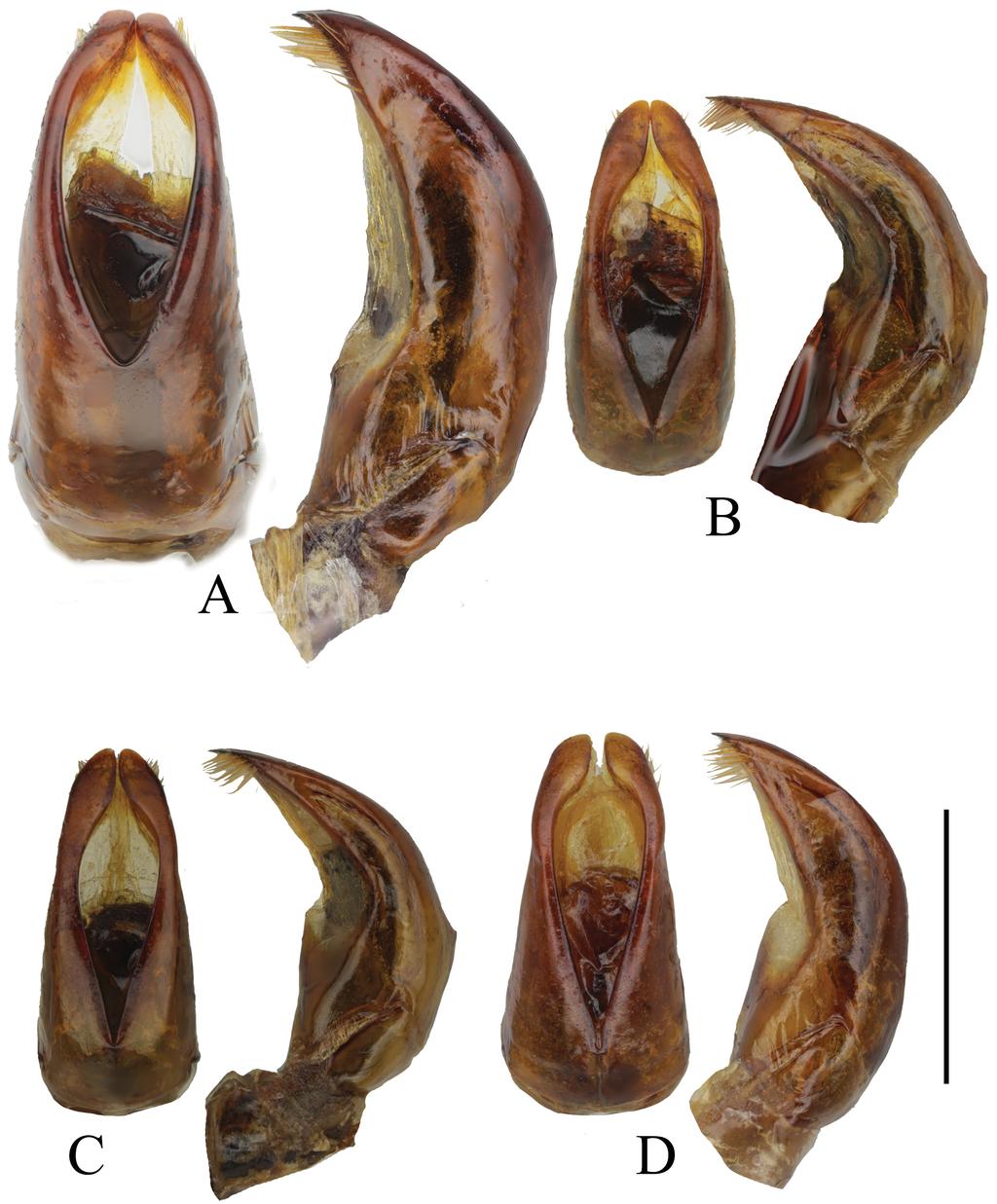 Acta Entomologica Musei Nationalis Pragae, 54 (supplementum), 2014 167 Figs 11A D.