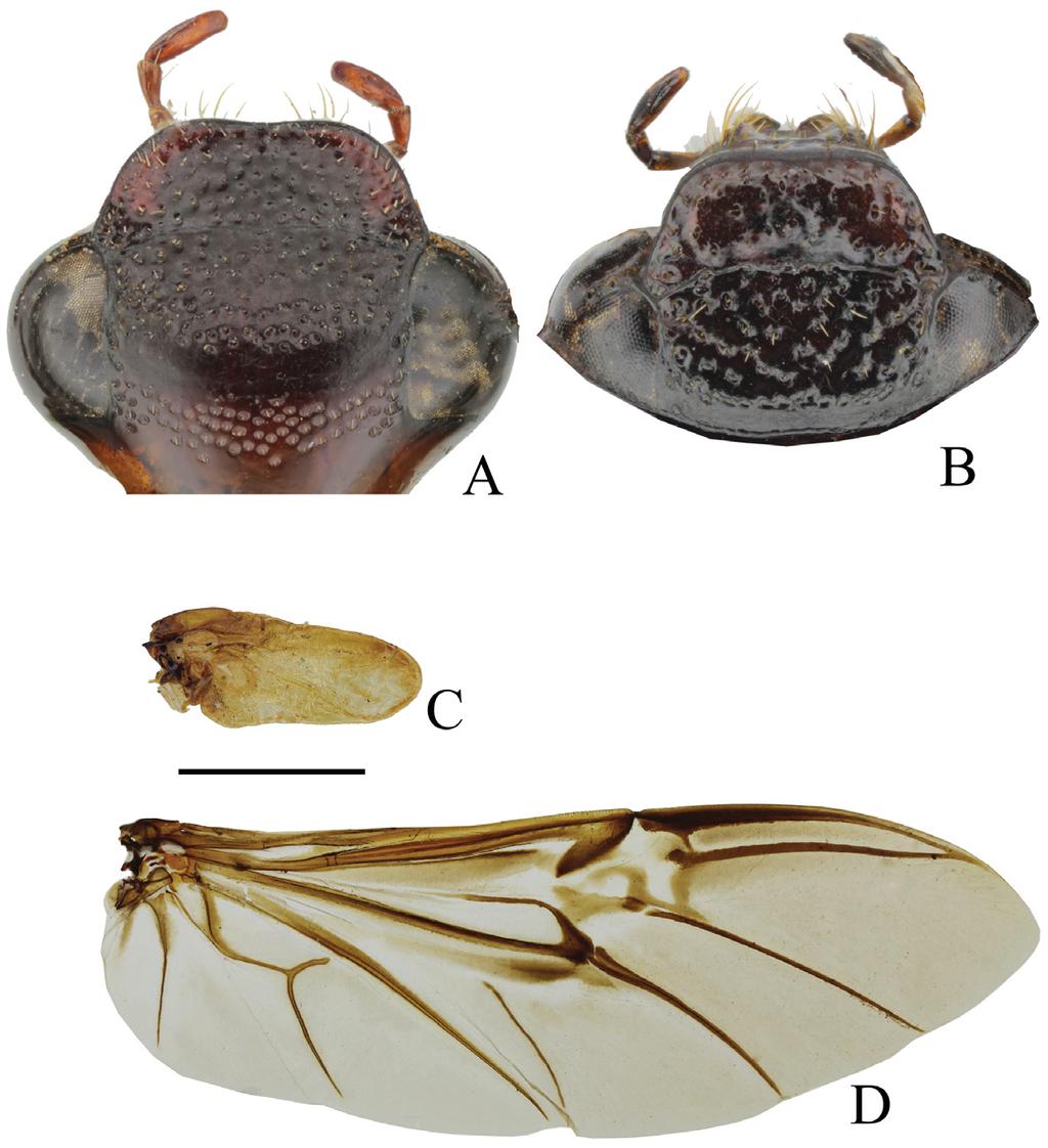 Acta Entomologica Musei Nationalis Pragae, 54 (supplementum), 2014 141 Taxonomy Genus Canuschiza Lacroix, 1999 Canuschiza Lacroix, 1999: 89, Figs 1 27 (original description); LACROIX (2002): 404,