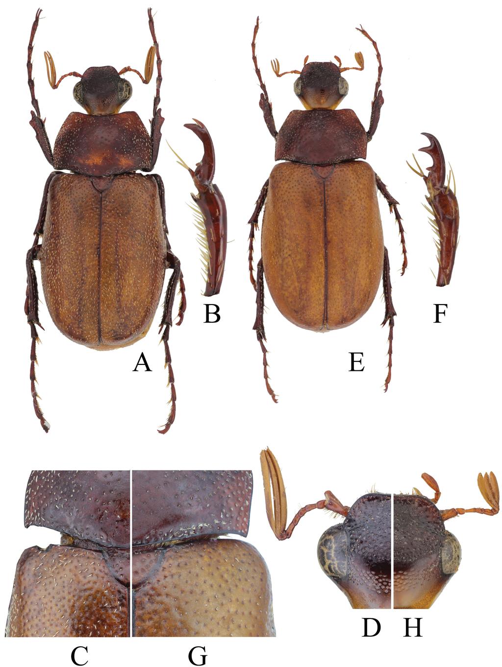 144 SEHNAL et al.: Revision of the Canuschiza insularis species group (Scarabaeidae) Figs 2A H. Canuschiza adah sp. nov., dorsal view: A D male, holotype, body length 13.