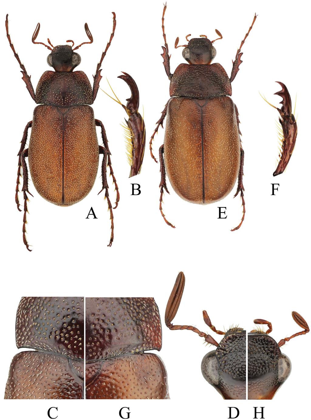 Acta Entomologica Musei Nationalis Pragae, 54 (supplementum), 2014 147 Figs 3A H. Canuschiza croton sp. nov., dorsal view: A D male, holotype, body length 13.