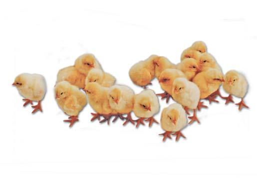 Signs of Distress Be alert to distress signals produced by the chicks. React appropriately to the following chick behavior: a. Listless and prostrate chicks which indicates excessive heat. b. Loud chirping indicates hunger or cold.