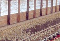 05 70 Degrees F 2 Cold chicks will consume feed to maintain body temperature before they convert feed to meat or muscle. This causes weight gain to be minimal and hurts feed conversion.