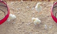 BROILER HOUSE MANAGEMENT Disease Control Chicks placed on your farm will have been vaccinated at the hatchery for specific challenges that may occur during growout.