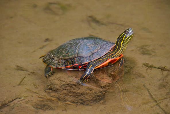 turtle smooth softshell turtle painted turtle Sierra Club wants to ensure