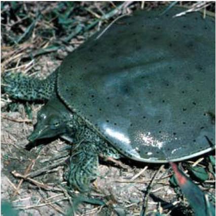 9/18/2015 One can only conclude that unchecked harvest can lead to extirpation Large turtles are targeted year after year Which leads to harvesting smaller adult turtles Which encourages more