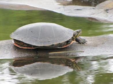 the season or to significantly restrict the quantity of turtles or the pounds of turtles that can be harvested, should studies indicate that a species is facing serious population declines