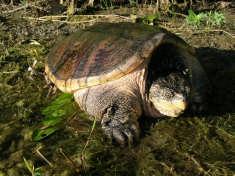 Closing the season January 1 to July 15 protects turtles during the early months of the breeding season Photoby MarkRouw Snapping turtles breed in April through November (up to 30 eggs per nest).