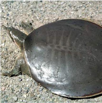 Few small to intermediate-sized turtles were found in samplings, indicating that too few large adult turtles are remaining in the population