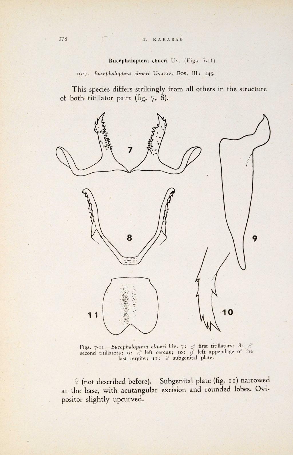 278 T. KARABAG Bucephaloptera ebnen Vv. ( Figi,s. 7-11 ). 1927. Bucephaloptera ebneni Uvarov, Eos, III : 245.