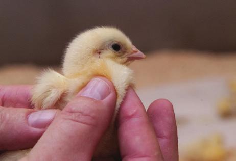 Collect 30-40 chicks at 3-4 different places in the house (or surround where spot brooding is used). 2. Gently feel the crop of each chick.