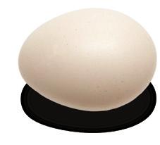 Slight soiling Clean floor egg Pale shell Examples