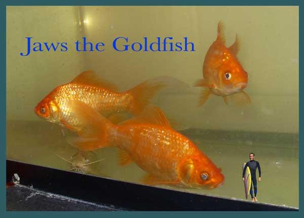 A small snapping turtle (Hot Lips) was resting quietly in an aquarium, a sassy parrot waited for a treat and three gold fish were checking out their new digs.