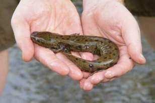 salamanders Common