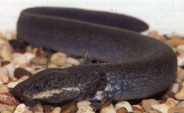 Family Sirenidae eel-like bodies, aquatic No hind legs 7-20