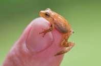 Cricket frog, Acris