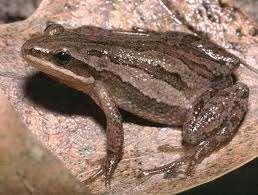 Family Hylidae treefrogs Western chorus frog, Pseudacris