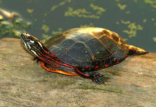 Family Emydidae Painted turtle, Chrysemys picta Midland p.t., Chrysemys picta marginata & Western p.