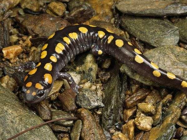 Family Ambystomatidae Mole salamanders Check out those