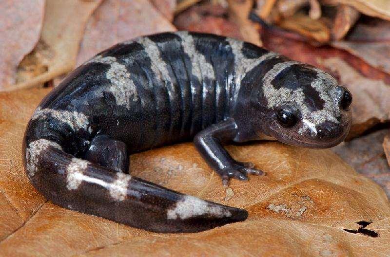 Family Ambystomatidae Mole salamanders