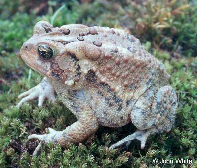 Order Anura frogs and toads Family Bufonidae (American Toad) ** - Dryer, bumpy skin -