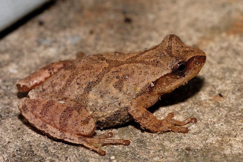Order Anura frogs and toads Family Hylidae Treefrogs Spring Peeper** (~1 in.; 2.