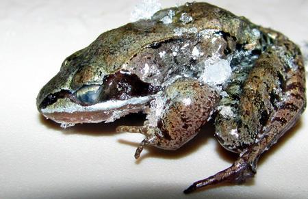 northerly frog; freeze tolerant!