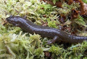 Order Caudata salamanders and newts Family Plethodontidae Northern
