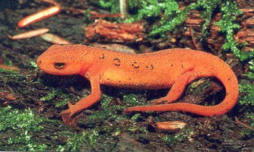 Order Caudata salamanders and newts Family Salamandridae