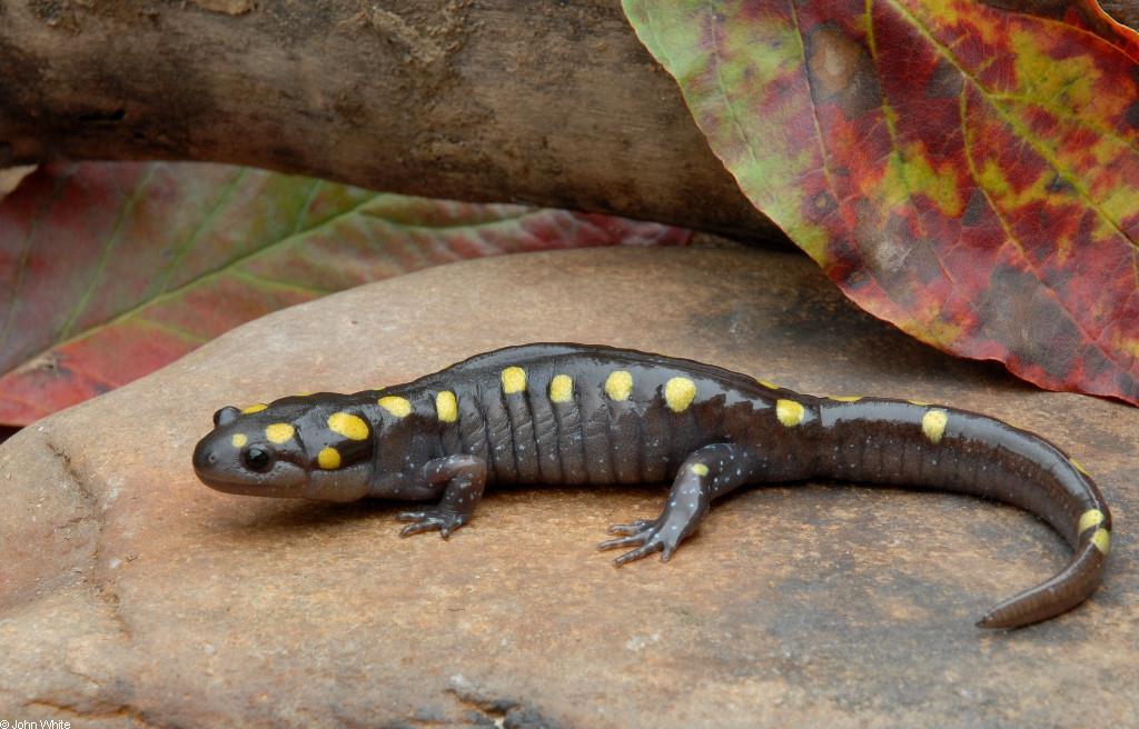 Order Caudata salamanders and newts Family