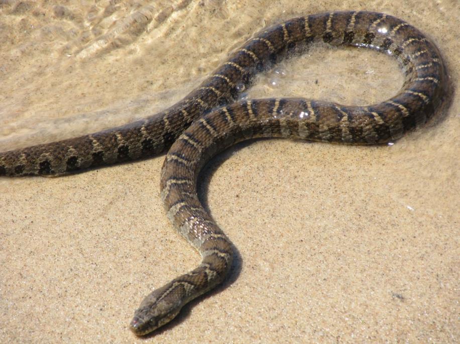 Order Squamata snakes and lizards Family Colubridae Northern Watersnake (2-3.
