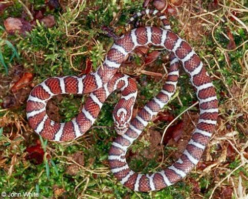 Order Squamata snakes and lizards Family Colubridae Milksnake (2-3 ft; 60-90 cm) -