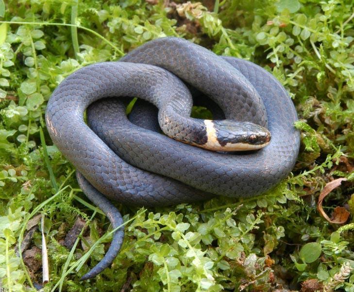 Order Squamata snakes and lizards Family Colubridae Ring-necked Snake (1-1.