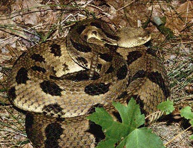 Order Squamata snakes and lizards Family Viperidae (Venomous) Timber Rattlesnake (3-5 ft; 90-150