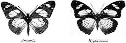 Q3. The drawings show two different species of butterfly. Both species can be eaten by most birds. Amauris has a foul taste which birds do not like, so birds have learned not to prey on it.