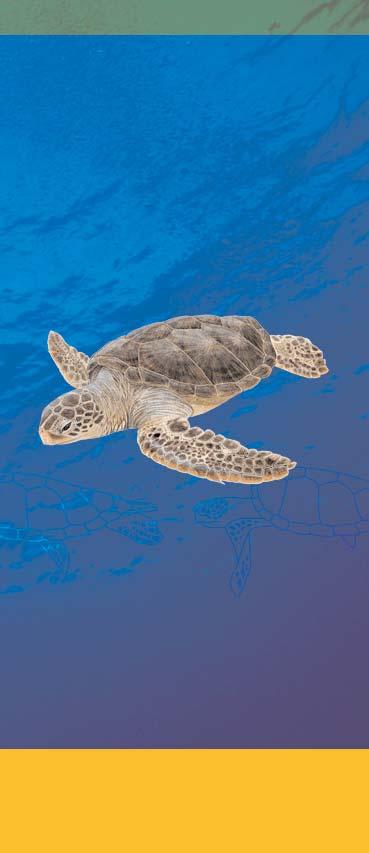 What do we want to achieve? 100-YEAR VISION: Sea turtles flourish in the marine environment, providing multiple benefits to coastal communities throughout Latin America and the Caribbean.