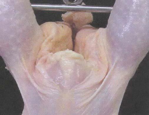 to-cook : Exposed Flesh Processing Cuts near Keel Bone on