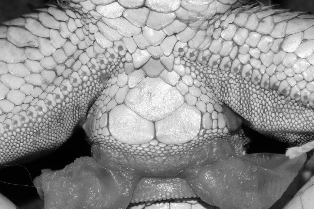 FIGURE 9. Cloacal plate region of the holotype of Cnemidophorus duellmani sp. nov. (KU 80542) showing the broad medial contact between the enlarged terminal precloacal plates. Description of holotype.