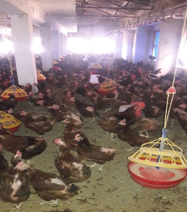 Subdivision of egg production Main management characteristic Type of farming Table-6 Types of poultry enterprises Backyard Poultry Pullet growing feed production Natural hatching Substance forming