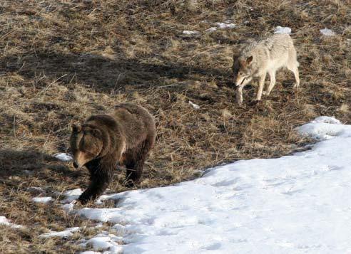Yellowstone Wolf Project 5 in 2005 was 15%, slightly lower than the 10-year average of 20%. For the first time, three wolves died from mange related problems (e.g., hair loss, malnutrition, hypothermia).