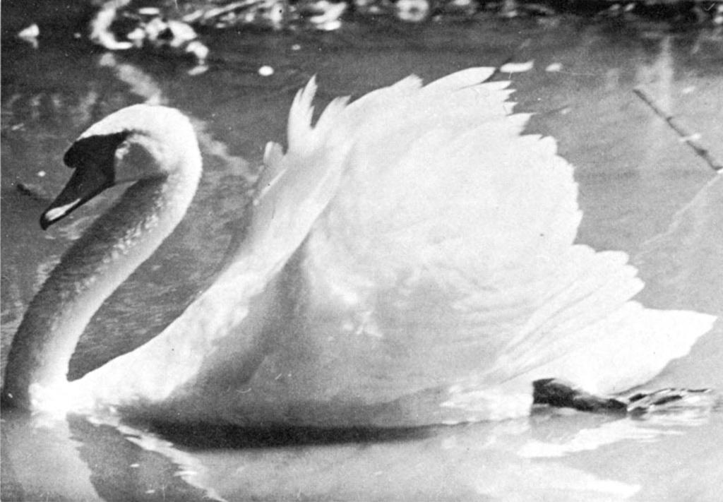Mute Swan, threat