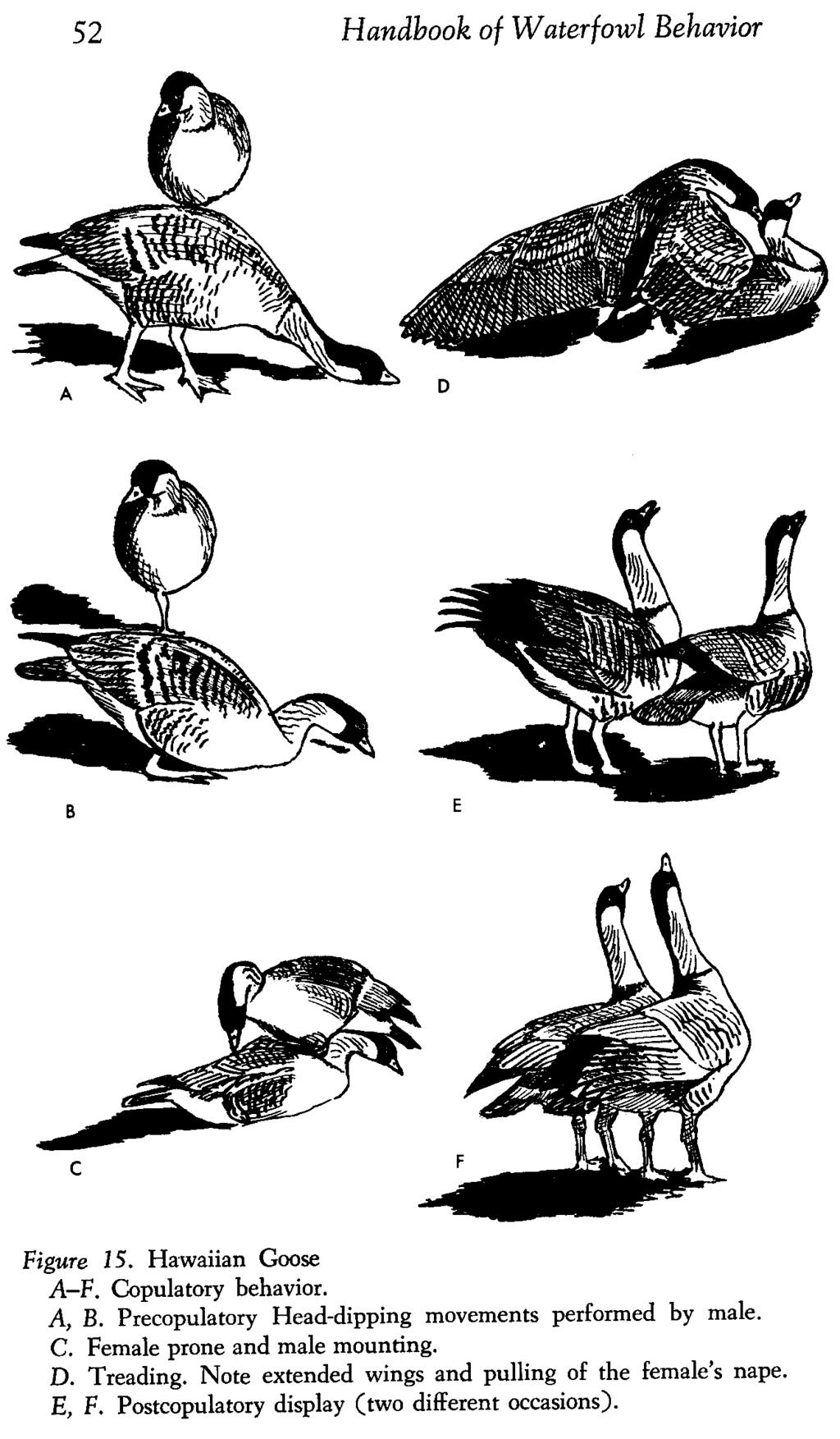 52 Handbook of Waterfowl Behavior Figure IS. Hawaiian Goose A-F. Copulatory behavior. A, B. Precopulatory Head-dipping movements performed by male. C. Female prone and male mounting.