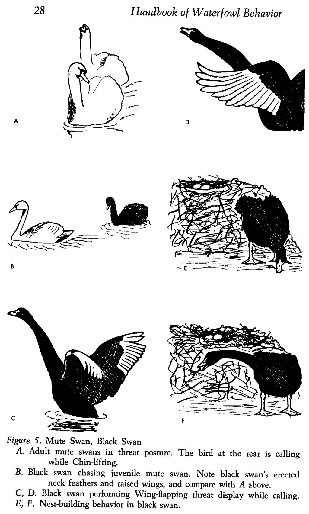 28 Handbook of Waterfowl Behavior Figure 5. Mute Swan, Black Swan A. Adult mute swans in threat posture. The bird at the rear is calling while Chin-lifting. B. Black swan chasing juvenile mute swan.