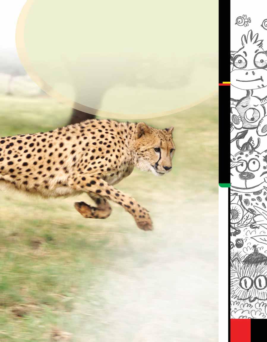 Run Like the Wind The cheetah is designed perfectly for speed slender body, long legs, a small head with high-set eyes, and small, flattened ears.