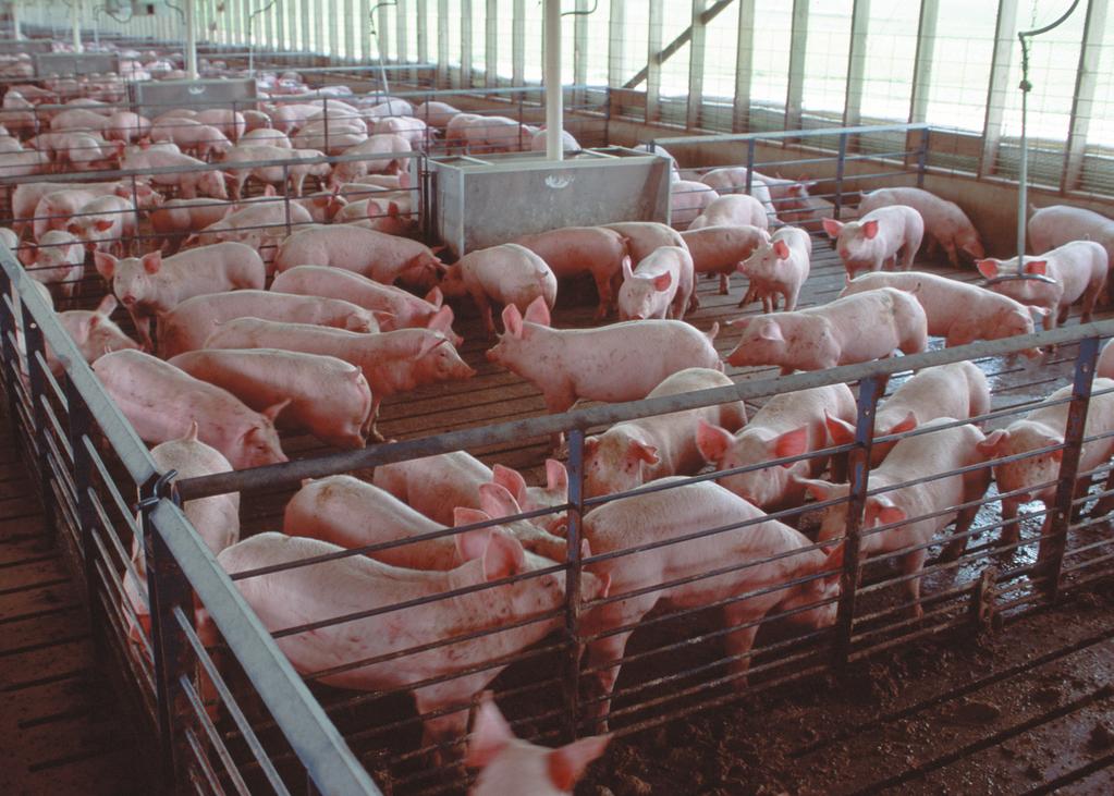 stop labeling their antibiotics as appropriate for making livestock grow faster.