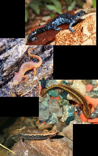 Salamander Species & Status Salamanders Species State Rank Wildlife Action Plan Western Lesser Siren SC