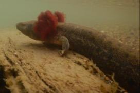 Mudpuppy Michigan s largest salamander and the only fully