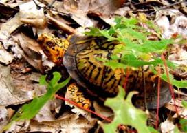 Turtle* SC SGCN Spotted Turtle T