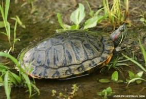 Box Turtle T* SGCN Red-eared