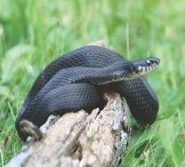 Snake Species & Status Snakes State Rank Wildlife Action Plan